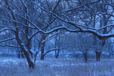樱桃树,成一排,冬天,寒冷,环境,雪,公园,吉野樱花,植物,背景