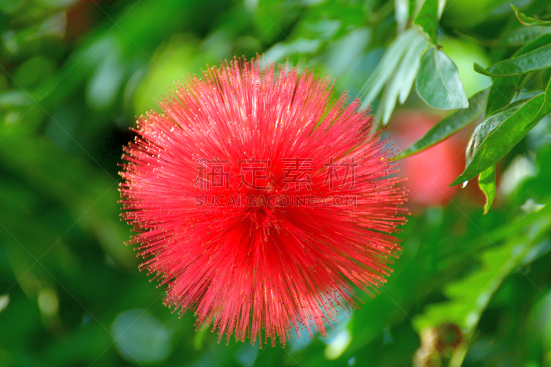 Native to tropical and subtropical regions, calliandra haematocephala is in the pea family and is very popular evergreen flowering shrub/tree, producing brilliant red/white powder puff–like flowers with numerous and conspicuous stamens (the filaments that