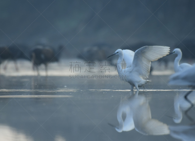 小白鹭,黎明,曙暮光,热带气候,白鹭,鹭科,池塘,小的,鸟类,倒影湖