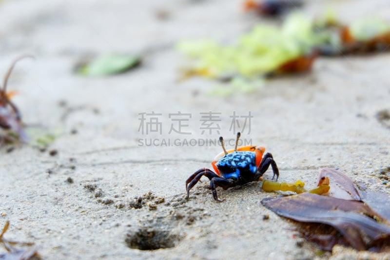 巴厘岛,海滩,红树,招潮蟹,野生动物,螃蟹,橙色,图像,触角,小的