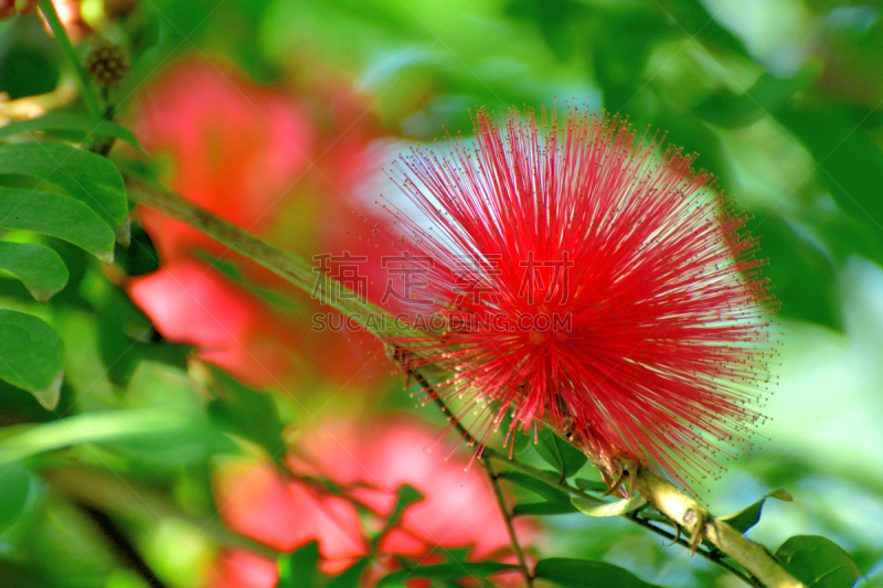 Native to tropical and subtropical regions, calliandra haematocephala is in the pea family and is very popular evergreen flowering shrub/tree, producing brilliant red/white powder puff–like flowers with numerous and conspicuous stamens (the filaments that