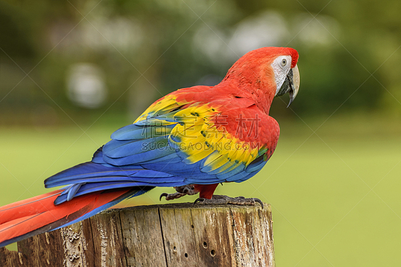 户外,黄色,红色,蓝色,南美,鹦鹉,猩红色金刚鹦鹉,巨大的,自然,人工饲养动物