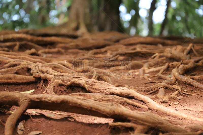 印度洋,热带树,非洲,根部,毛里求斯,景观设计,热带气候,火山岩,环境保护,枝繁叶茂