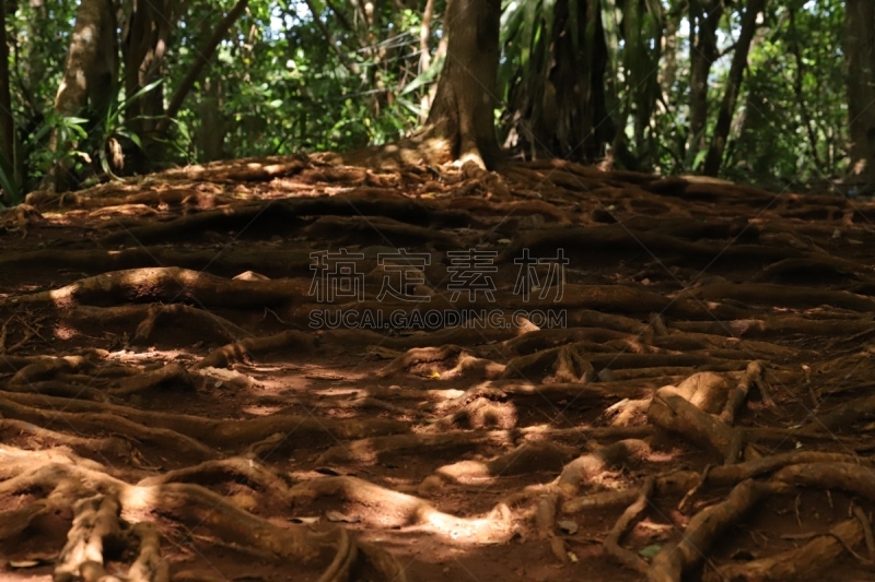 印度洋,热带树,非洲,根部,毛里求斯,景观设计,热带气候,火山岩,环境保护,枝繁叶茂