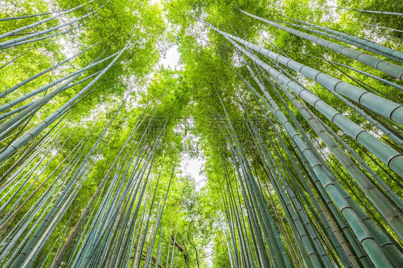 京都府,岚山,日本,竹林,著名自然景观,镰仓市,著名景点,自然美,东亚,巨竹