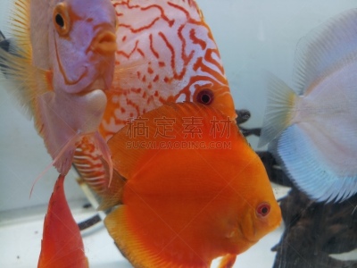 鱼类,红色,水族馆,瓜,marlene dietrich,铁饼,可爱的,深的,华丽的,热带气候