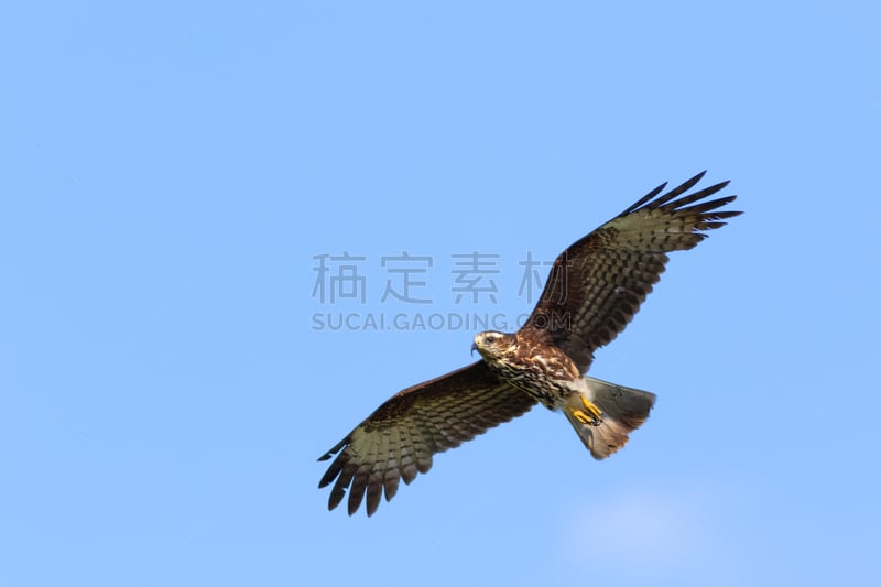 大沼泽地鸢,生物学,濒危物种,自由,环境,野生动物,环境保护,佛罗里达,翅膀,脊椎动物