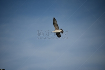 自然,安静,背景分离,自由,野生动物,图像,翅膀,动物群,非常寂静,动物身体部位