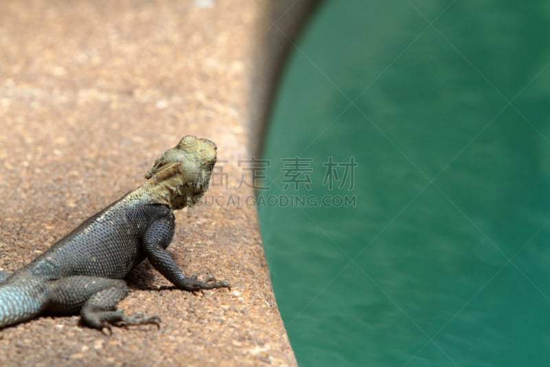 背面视角,蜥蜴,西非,游泳池,多哥,小的,结肠,动物主题,脊椎动物,动物