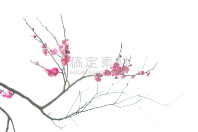 梅花,农业,背景分离,公园,梅子,中国,园林,朝鲜半岛,植物,枇杷