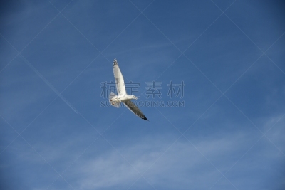 自然,安静,背景分离,自由,野生动物,图像,翅膀,动物群,非常寂静,动物身体部位