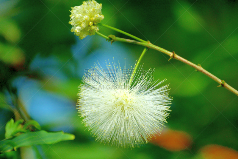 Native to tropical and subtropical regions, calliandra haematocephala is in the pea family and is very popular evergreen flowering shrub/tree, producing brilliant red/white powder puff–like flowers with numerous and conspicuous stamens (the filaments that