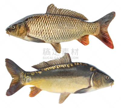 鲤鱼,鱼类,动物的鳞,分离着色,淡水,清新,一个物体,食品,罗奇鱼,动物