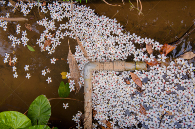 White flowers floating on the water,  Flowers background （tung tree flower）