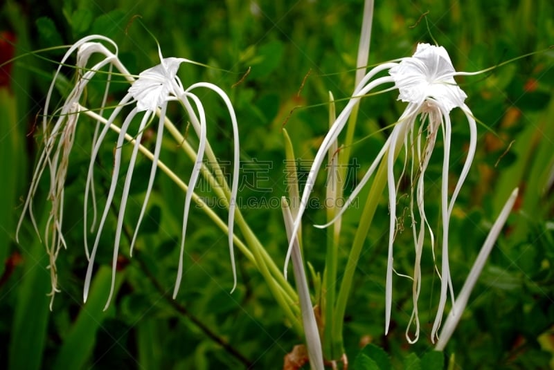 蜘蛛百合,前景聚焦,白色,菜园,清新,春天,植物,夏天,自然,季节