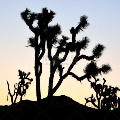 约书亚树,露天咖啡馆,南加利福尼亚,黄昏,加利福尼亚,丝兰,自然美,日落大道,沙漠,植物