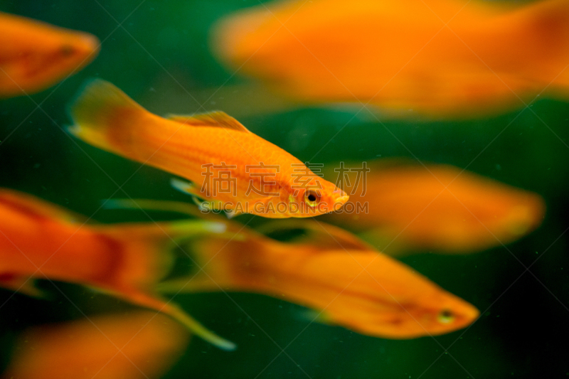 Xiphophorus maculatus fish in the aquarium