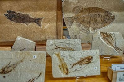 鱼类,化石,岩石,商店,生物学,被抛弃的,创世纪,过去,已灭绝生物,侏罗纪