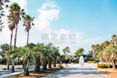 韩国,济州岛,棕榈树,鸡尾酒,热带气候,世界遗产,著名景点,朝鲜半岛,植物,热带树