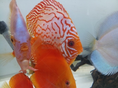 鱼类,水族馆,铁饼,可爱的,深的,华丽的,热带气候,野生动物,橙色,动物