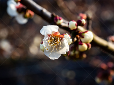 春天,枇杷,花朵,早晨,开着的,一个物体,自然界的状态,环境,雪,樱桃