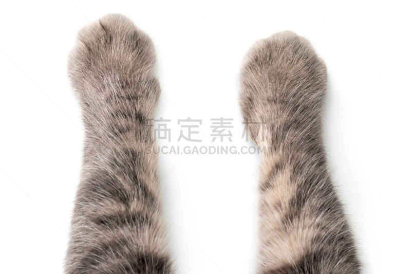 白色背景,猫,爪子,圣伯纳犬,可爱的,部分,背景分离,舒服,灰色,橙色