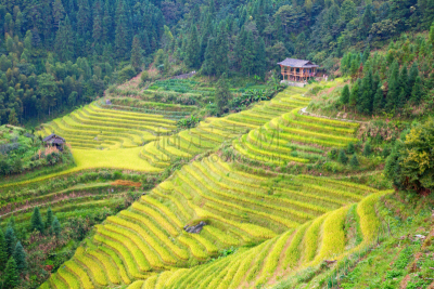稻,梯田,龙脊梯田,农业,传统,桂林,景观设计,食品,环境,枝繁叶茂