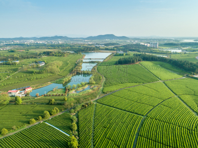 中国,绿色,日本茶道公园,欧洲赤松,生物学,农业,红茶,有机农庄,农场,户外