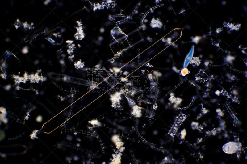 水生动植物,自然,海洋,水,藻类,硅藻属,清新,动物骨骼,公亩,发现