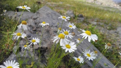 This picture was taken on the top of the mountain "Schöckl". It is located in the Austrian Alps, near the city of Graz.