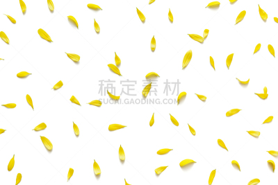黄色,白色背景,花瓣,清新,壁纸,春天,植物,平铺,背景,夏天