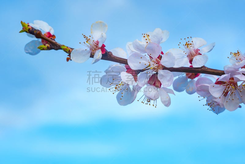 春天,背景,天空,自然,花朵,桃,蓝色,枝,花,树