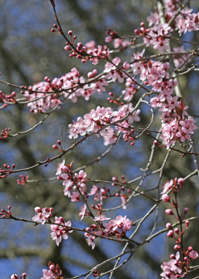 粉色,花朵,加拿大,自然,白昼,季节,鲜花盛开,垂直画幅,脆弱,图像