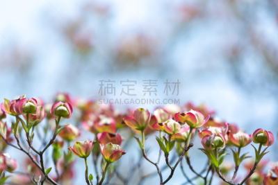 山茱萸,清新,背景分离,开花的山茱萸,自然美,春天,3到4个月,植物,日本,自然