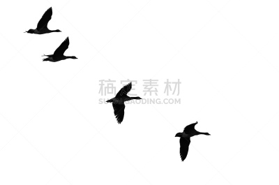 雁属,轮廓,白色背景,羊群,野生动物,加拿大,动物群,动物,丘陵鹅,鸟类