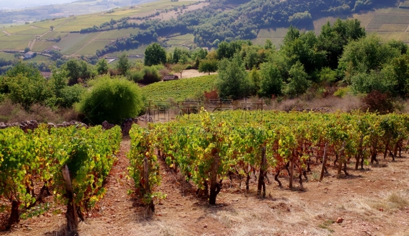 Rangs de vigne sur sol aride au premier plan. Paysage de côteaux et vals viticoles boisés en second et arrière-plan. Solutré-Pouilly, Côte Mâconnaise, Bourgogne, France. Été chaud et sec 2018.