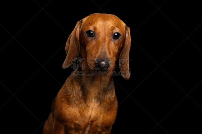狗,腊肠犬,影棚拍摄,可爱的,专心,纯种犬,背景分离,肖像,好奇心,脊椎动物