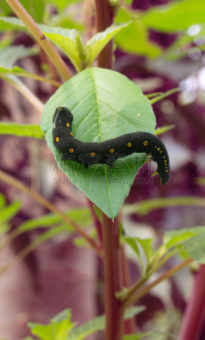 Caterpillar on the plant leaf / Caterpillar/ black Caterpillar/ Caterpillar in macro / Caterpillar in nature Caterpillars are typically voracious feeders and many of them are among the most serious of agricultural pest's. In fact many moth species are bes