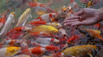 鲤鱼,锦鲤,鱼类,大群动物,颜色,泰国,池塘,动物,户外,水下