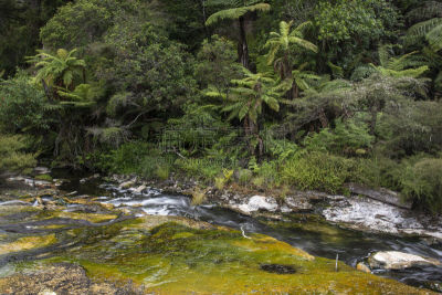waimangu thermal park,火山,山谷,自然,地热保护区,图像,蒸汽,灌木,新西兰,无人