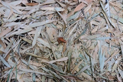 제주에 있는 "한라 수목원"의 풍경이다.