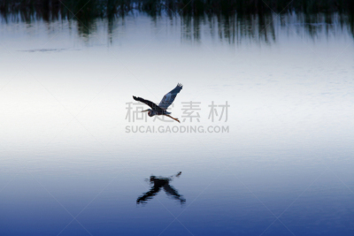 紫鹭,黄昏,湿地,鸡尾酒,泰国,水面,鹭科,池塘,动物,鸟类