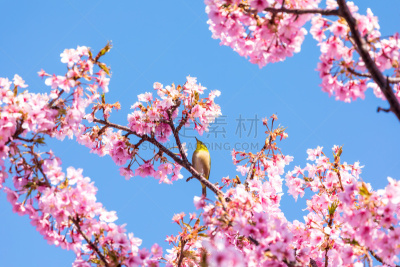 Kawazu cherry tree under the blue sky１２