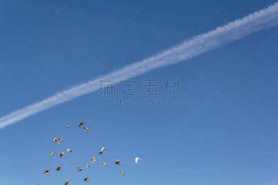 鸽子,天空,蓝色,云景,背景分离,自由,风,野生动物,环境,云