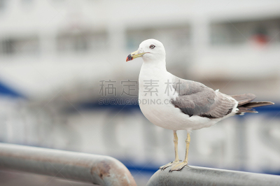 鸟类,海鸥,海鸟,翎毛,喙,特写,注视镜头,户外,黄色,海洋