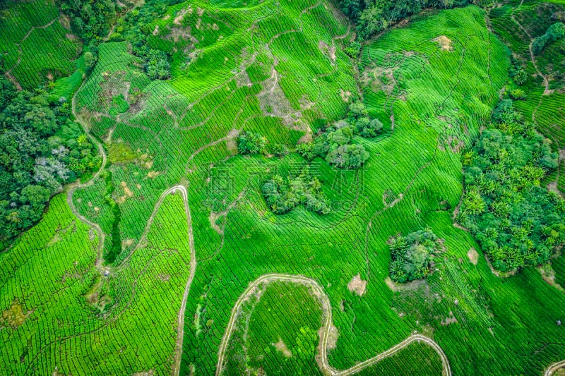 茶树,航拍视角,农业,热带气候,无人机,农场,植物,户外,马来西亚,茶树油