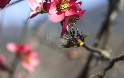蜜蜂,华丽的,皱皮木瓜,暗色,自然界的状态,飘然,环境,蜂蜜,春天,植物