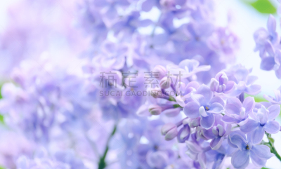 花朵,丁香花,枝,自然,图像,人的头部,花蕾,小的,花瓣,春天