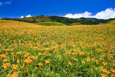 萱草,农场,天空,休闲活动,水平画幅,云,户外,田地,特写,花莲
