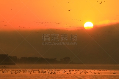 izunuma,宫城县,早晨,旅途,著名自然景观,水面,自然美,宫城县栗原市,鸟类,丘陵鹅